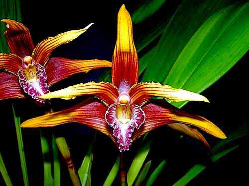 Maxillaria striata 